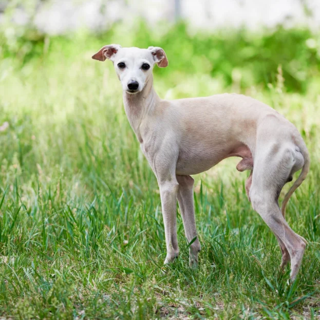 italian greyhound standing in long grass