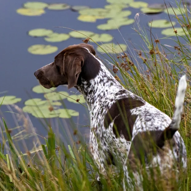 gsp standing by pond