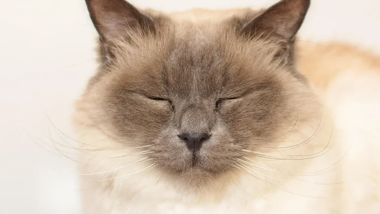 birman cat resting