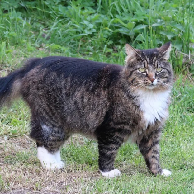tabby norwegian forest cat outdoors
