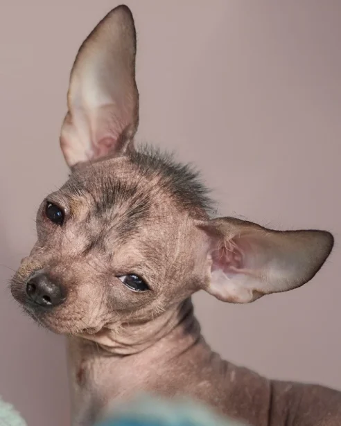 sleepy Xoloitzcuintli puppy 