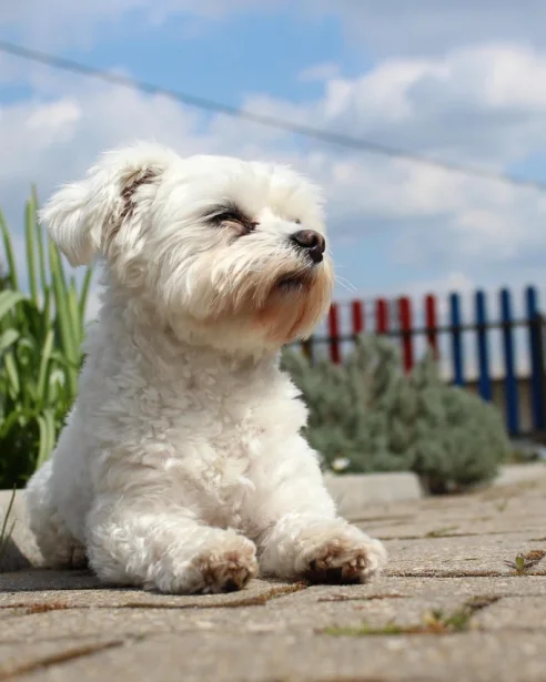 maltese laying in sunshine outdoors