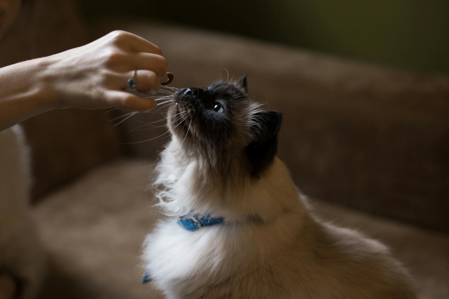 Oriental cat sitting for a treat form a lady's hand