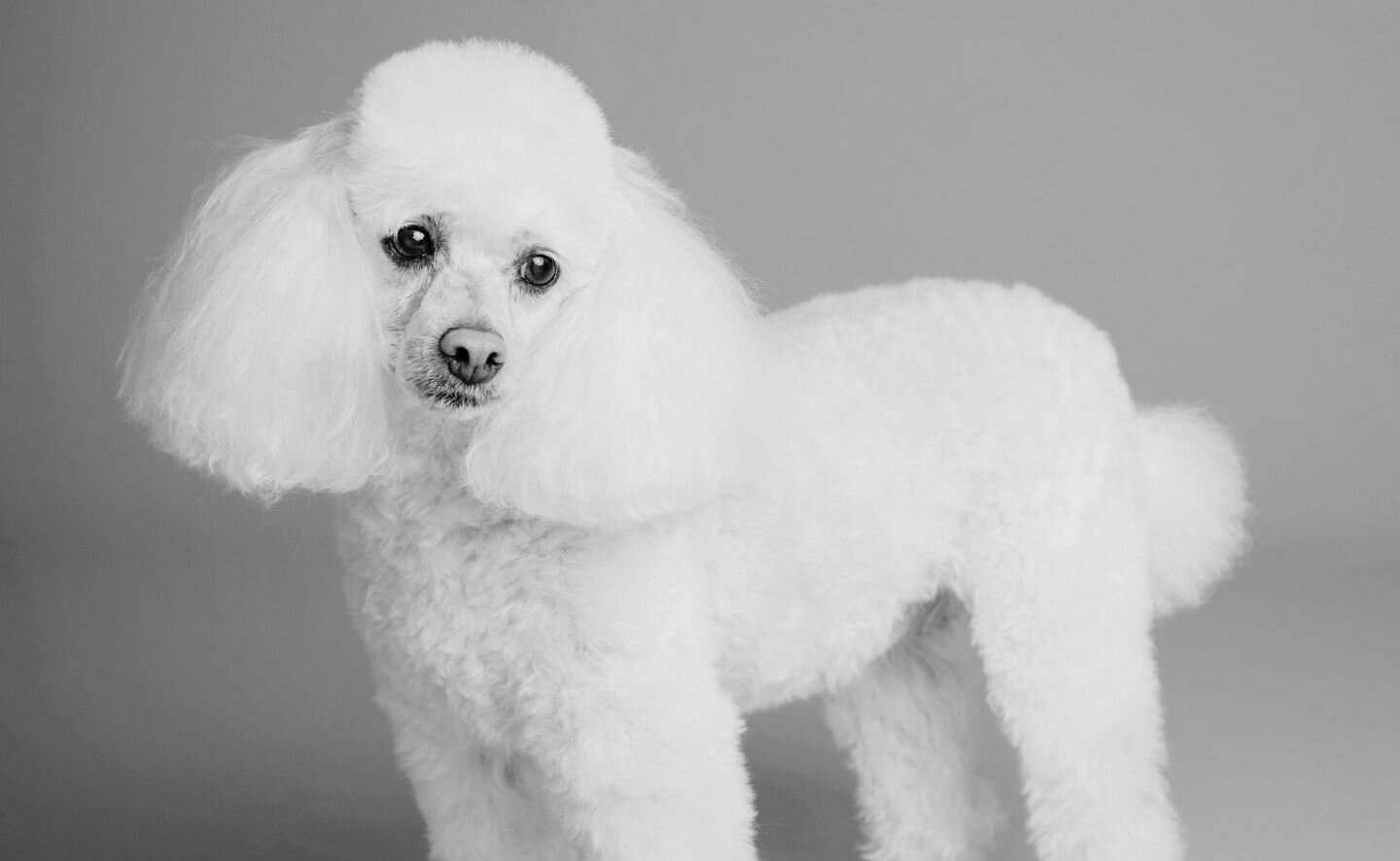 white poodle
