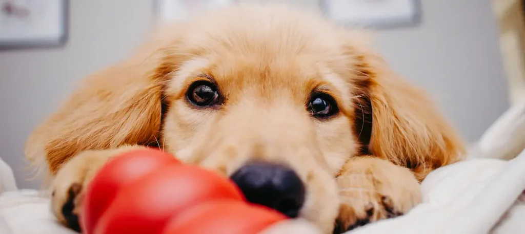 puppy playing with Kong classic