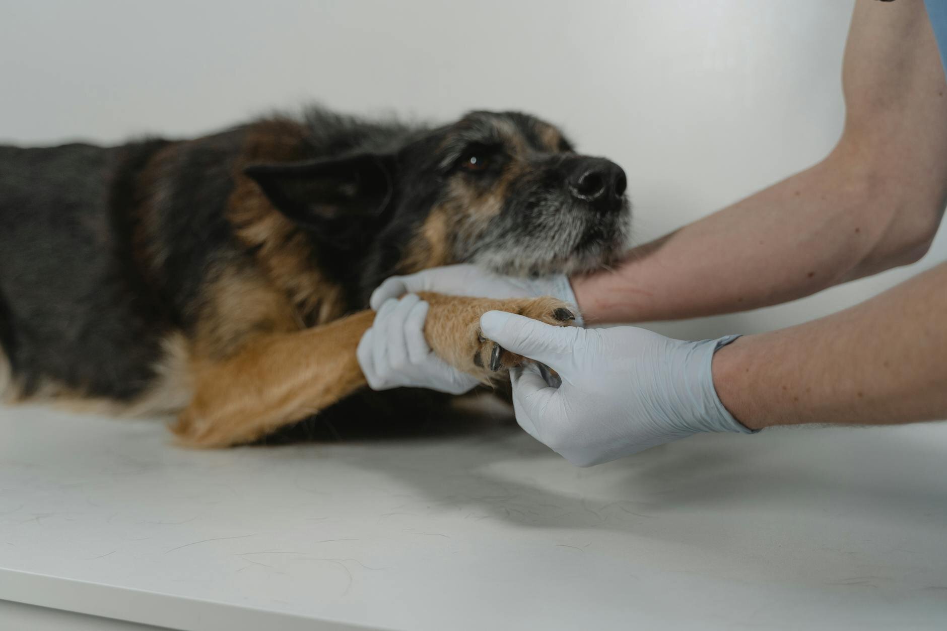 vet examining dogs front leg