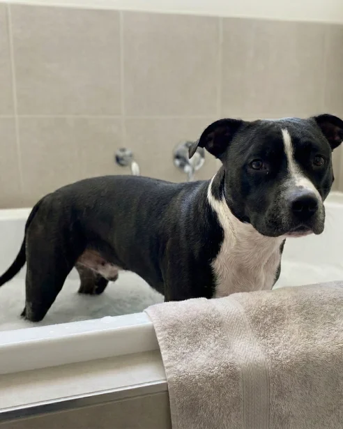 American Staffy having a bath