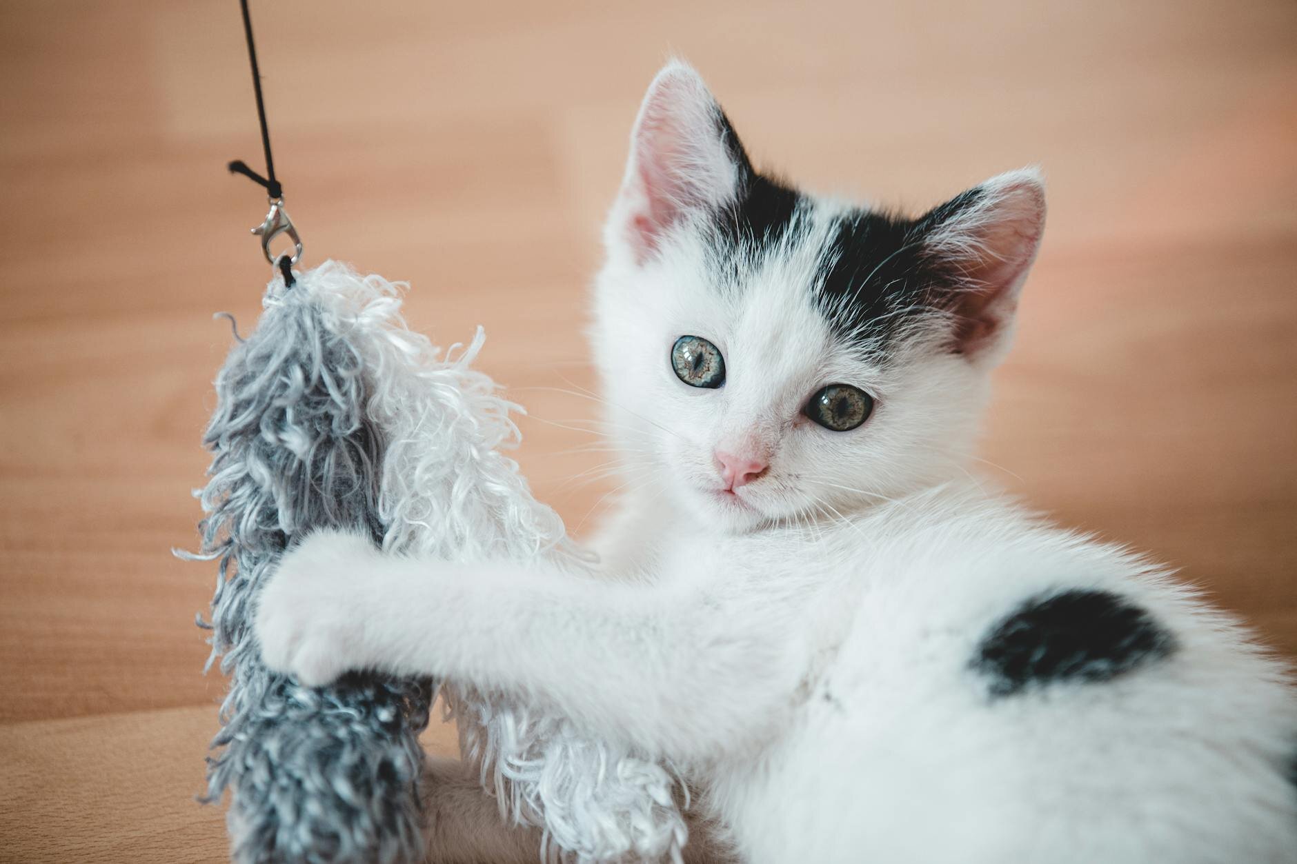 black and white kitten playing with teaser toy