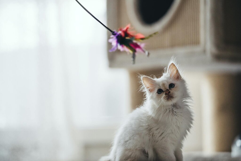 ragdoll kitten looking at feather teaser