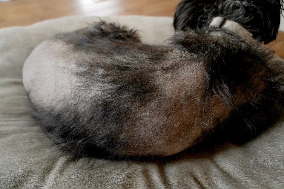 dog with hair loss on back