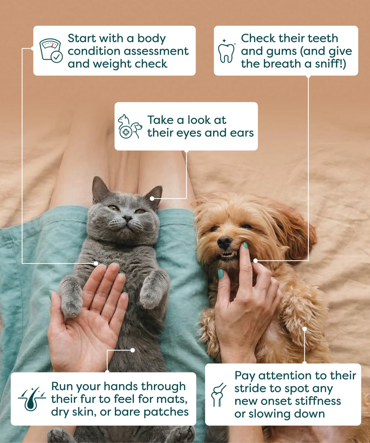 Vet tips