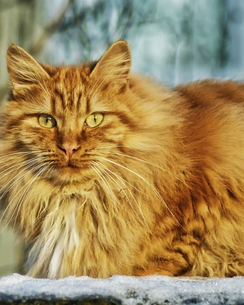 ginger norwegian forest cat outdoors