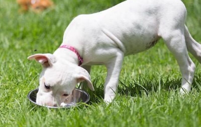 white puppy eating from stainless steel bowl on grass