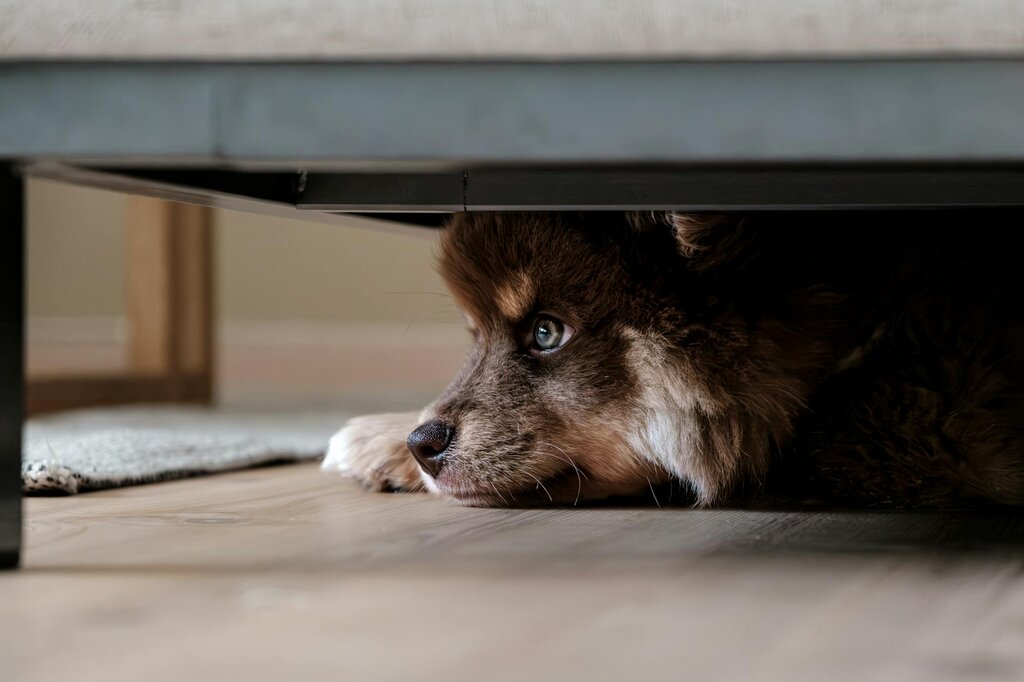 puppy hiding under bed