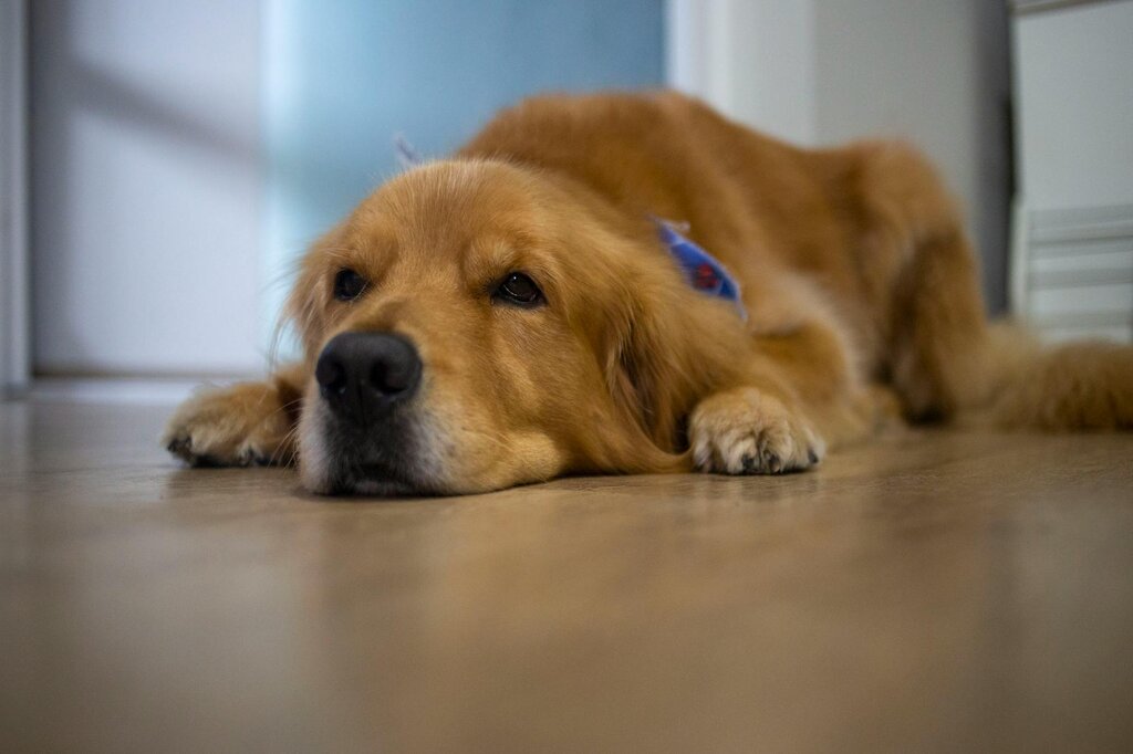 golden retriever lying on the floor