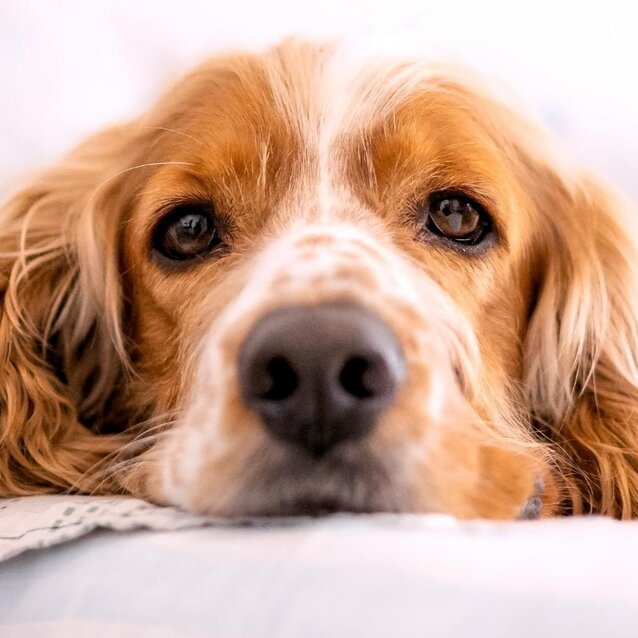 cocker spaniel with head on mat