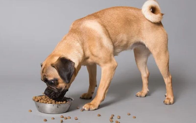 dog eating dry food from bowl