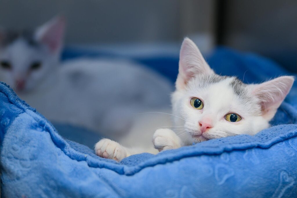 grey and white kitten resting in bed 