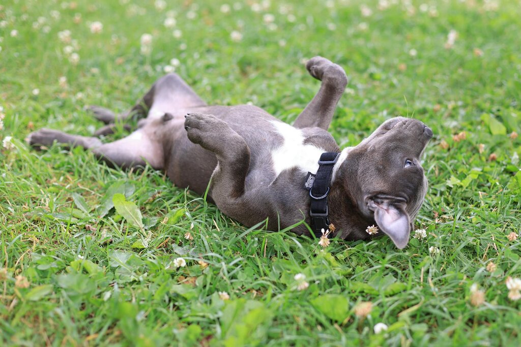 dog rolled over on belly, on grass