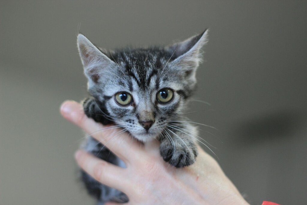 kitten being gentled held in hand