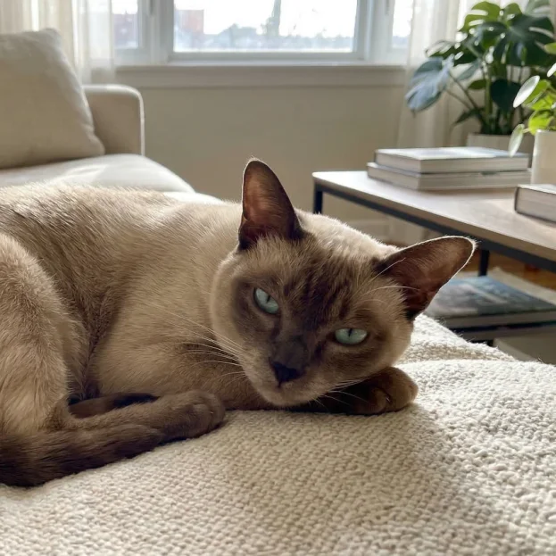 tonkinese cat lying on sofa