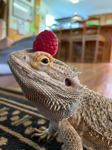 bearded dragon with raspberry on head