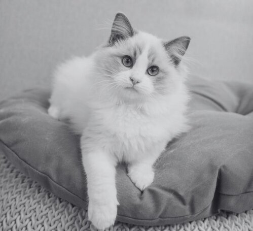ragdoll kitten lying on bed