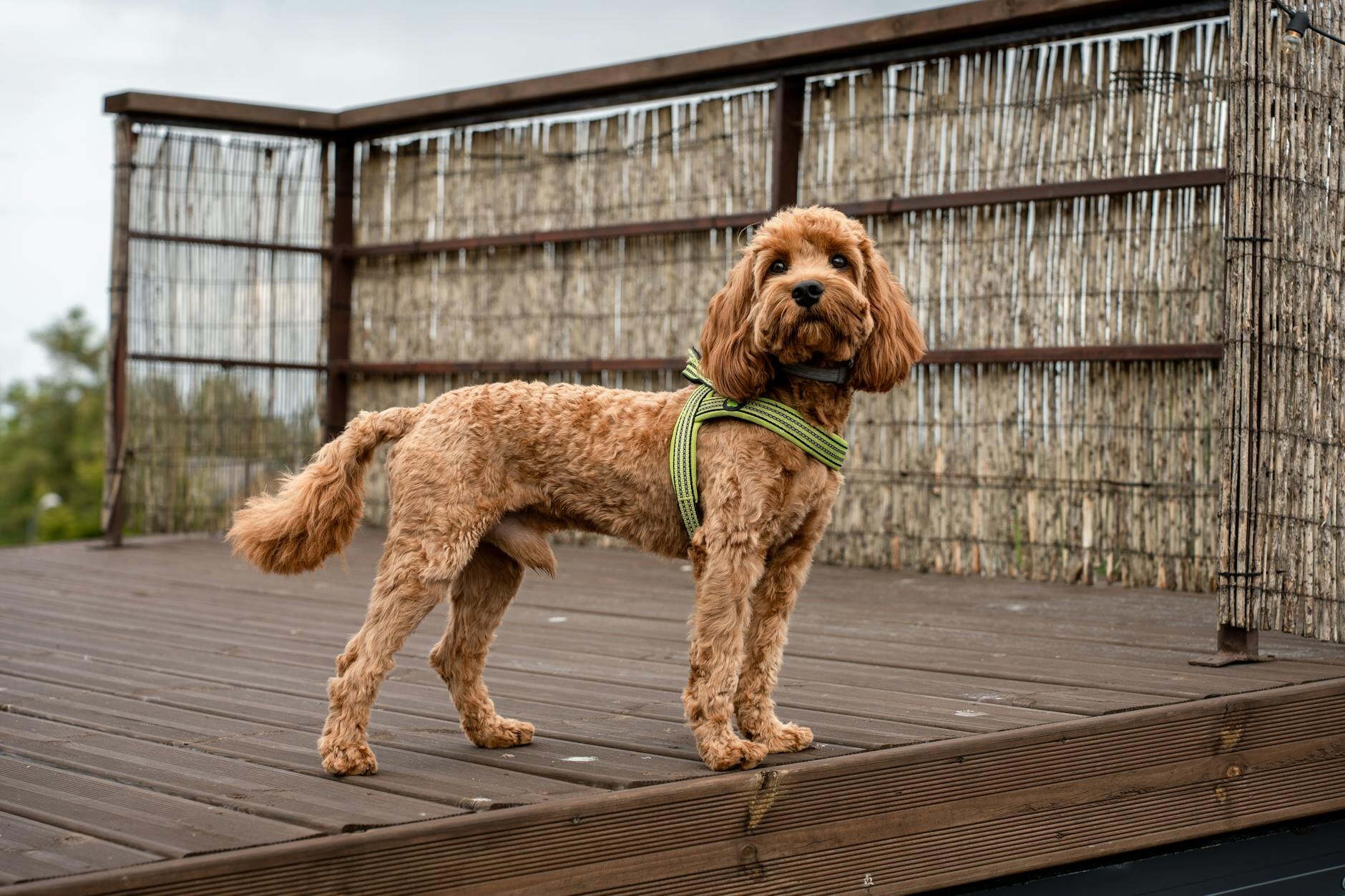 cavoodle wearing green harness