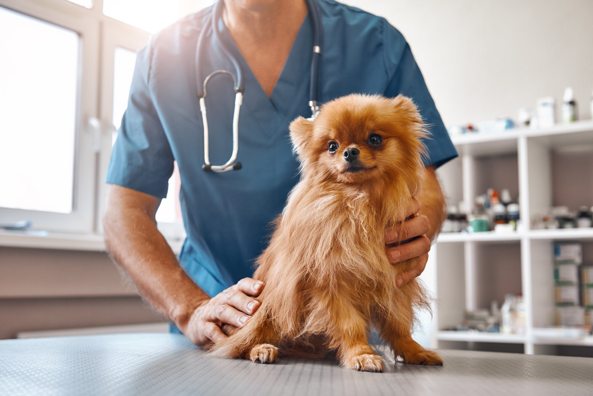 pomeranian being examined by vet