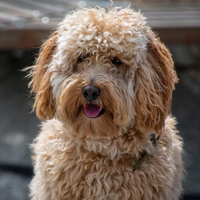labradoodle