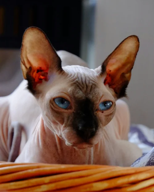sad looking sphynx in basket bed