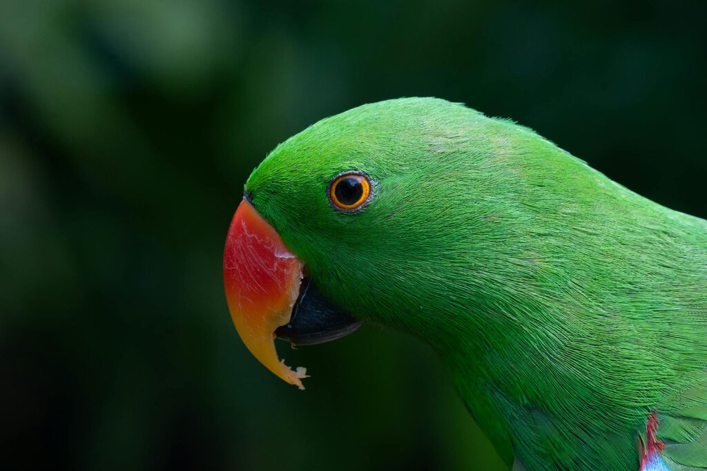 close up of green parrot