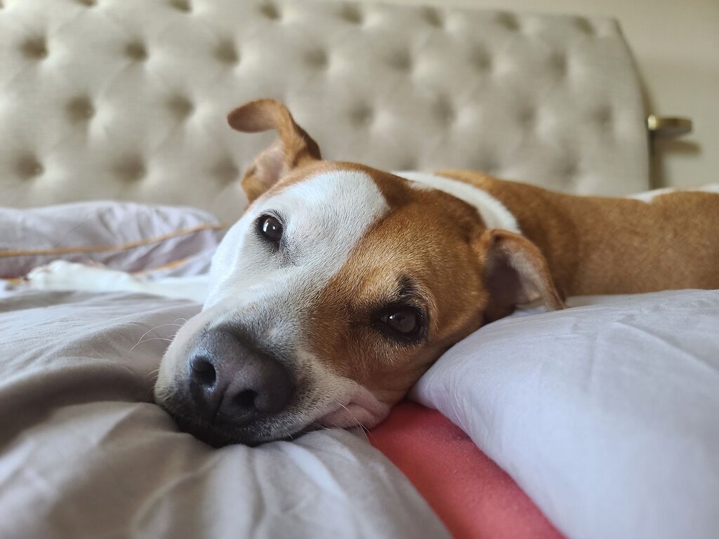 calm dog lying on bed