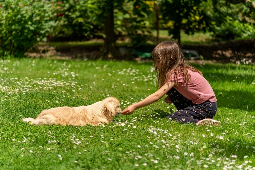 child reaching out to dog in green field