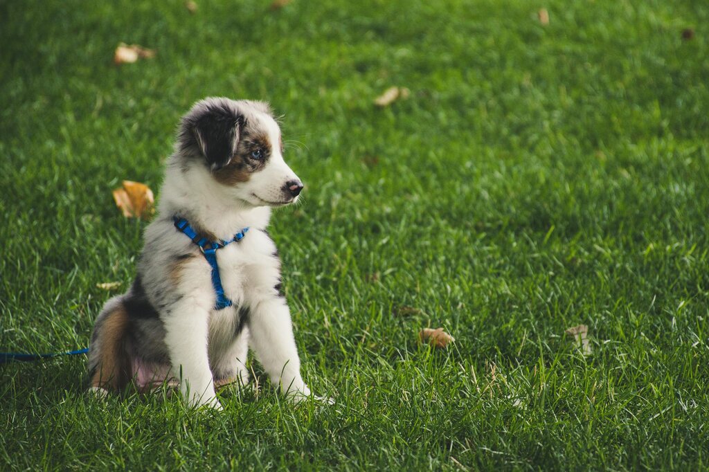 puppy sitting on grass wearing blue harness