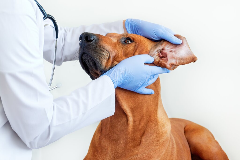 vet examining inside dogs ear 