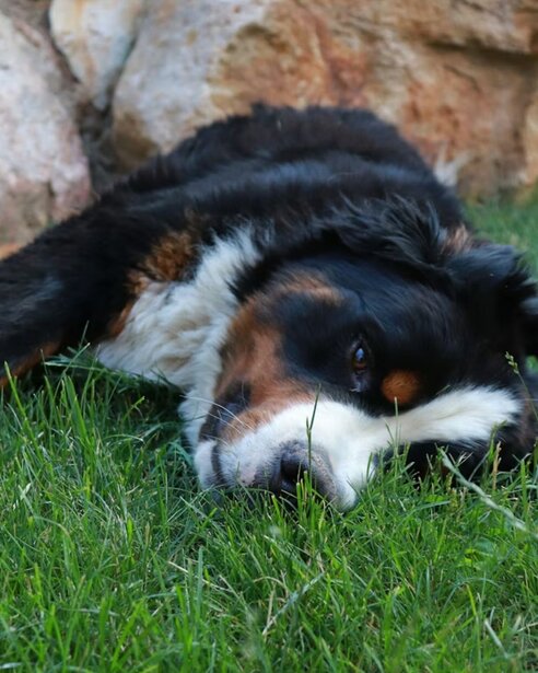 Bernese Mountain Dog resting on grass