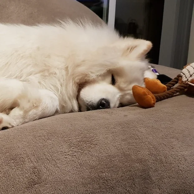 samoyed sleeping on sofa