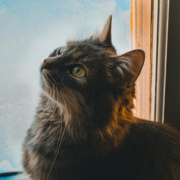 maine coon sitting by window looking up