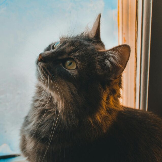 maine coon sitting by window looking up