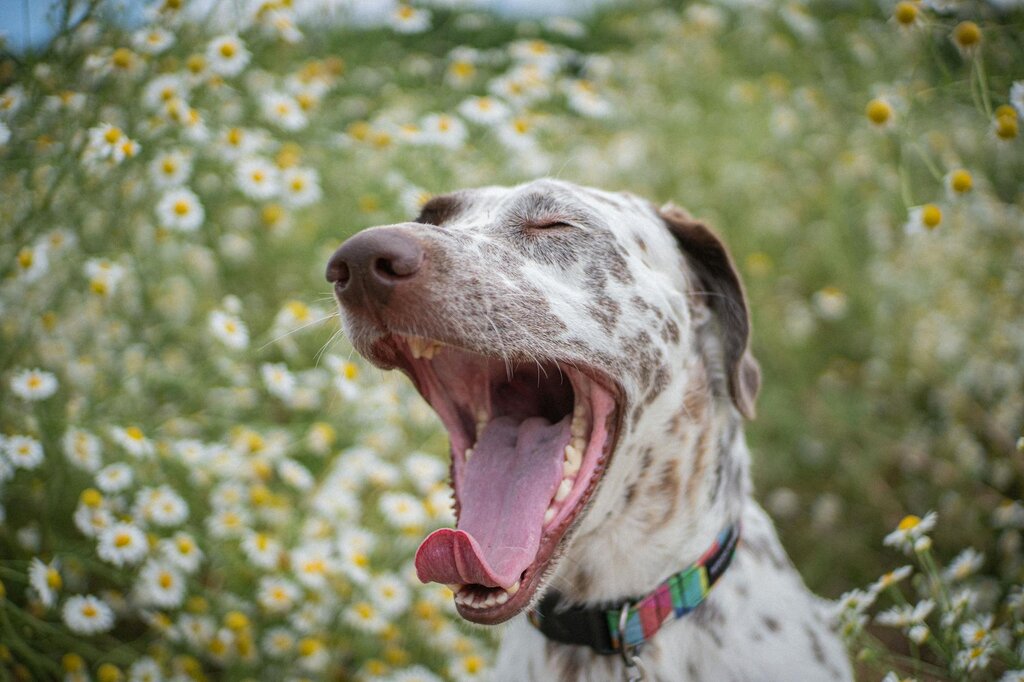 dog yawning 