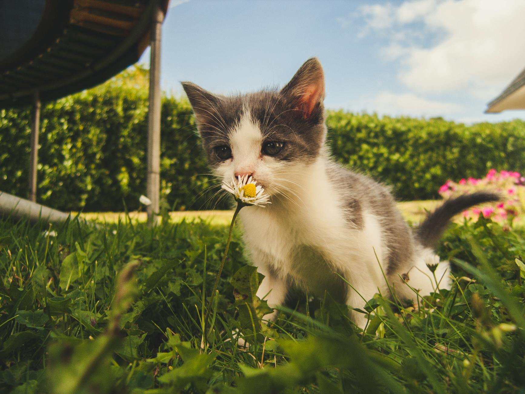 kitten sniffing a daisy