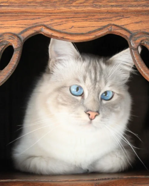birman cat sitting in ornate furniture
