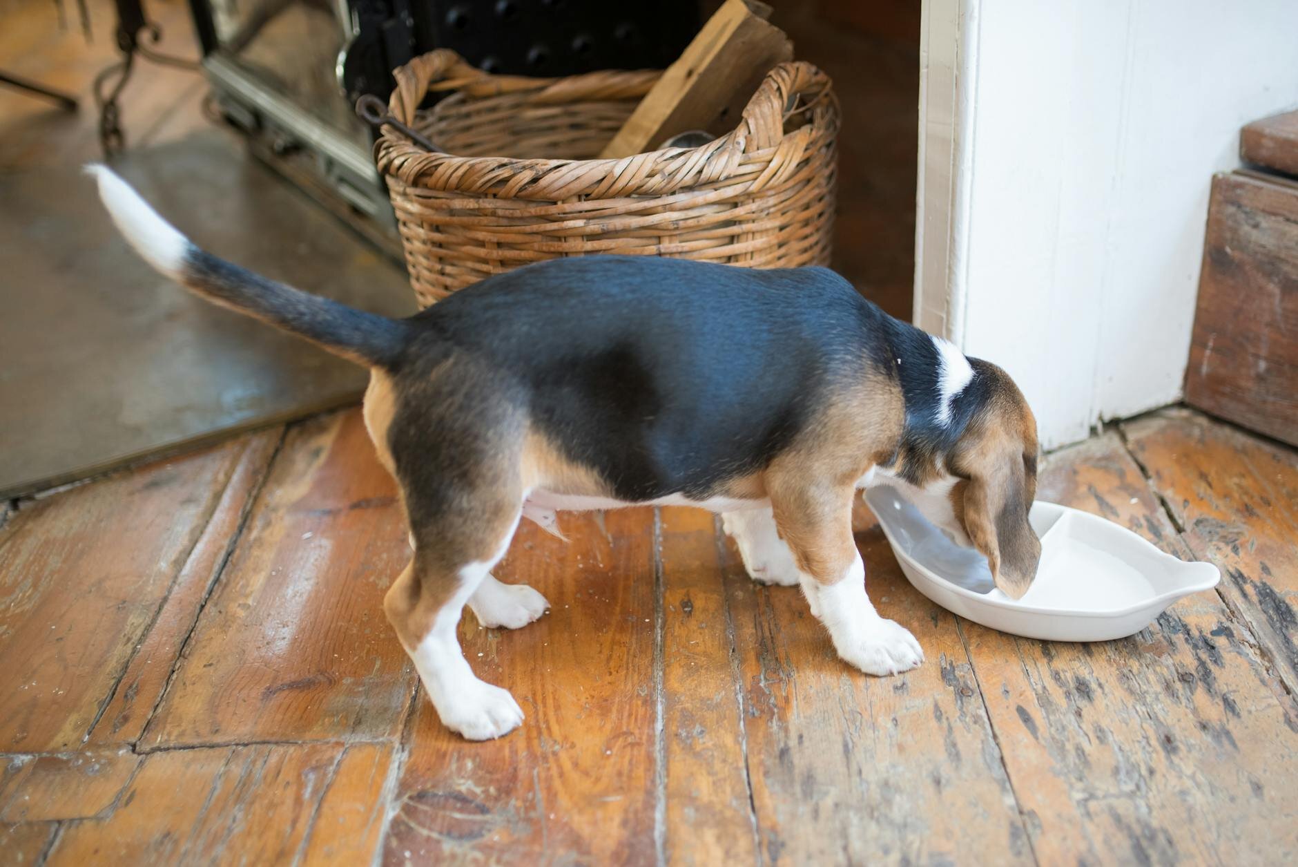beagle puppy at water bowl
