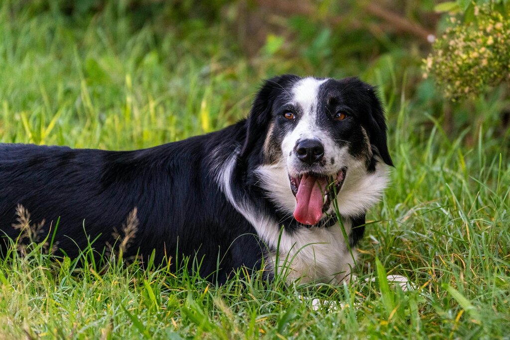 panting Golden Retriever
