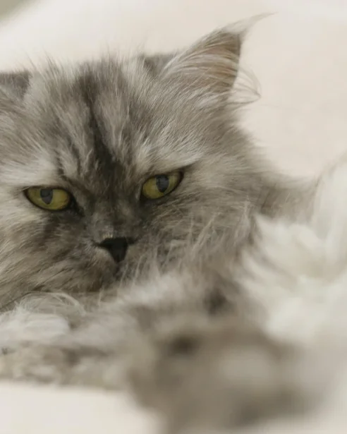close up of smokey Persian cat