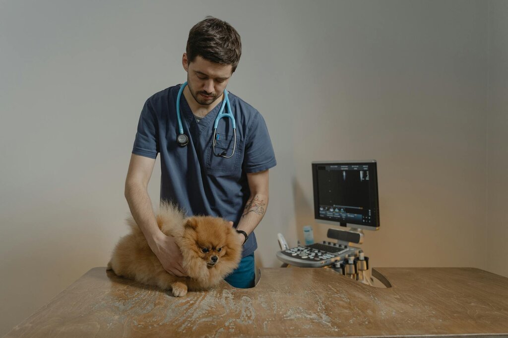 pomeranian being examined by vet in consult room