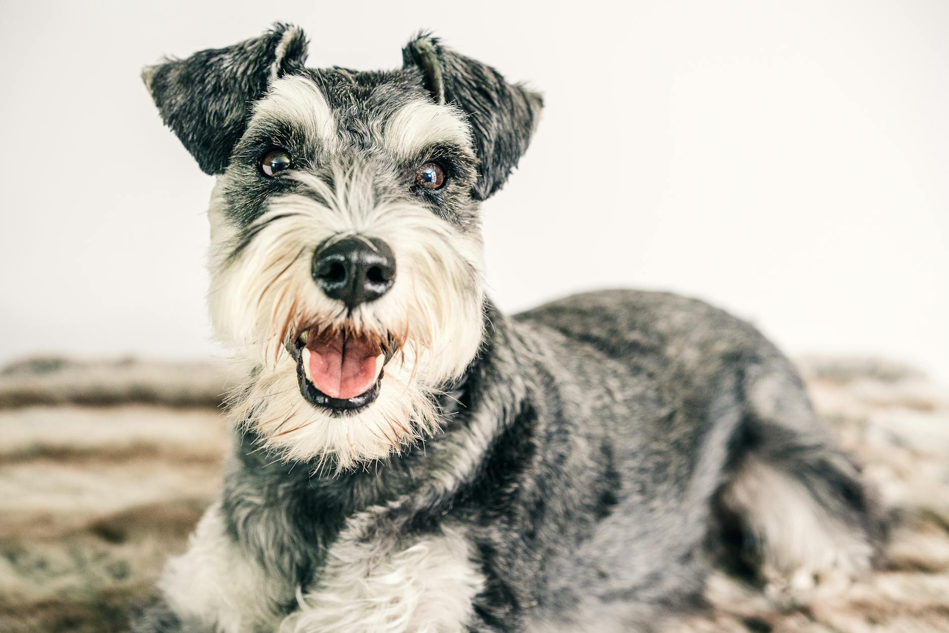 Schnauzer dog close up of head with dog panting
