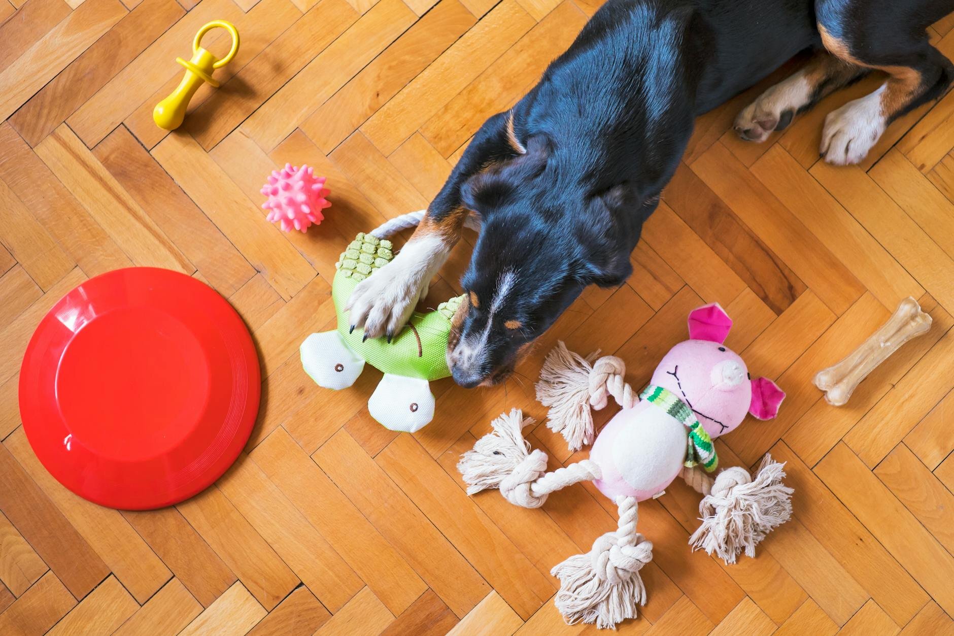 black kelpie dog playing with toys on a wooden floor