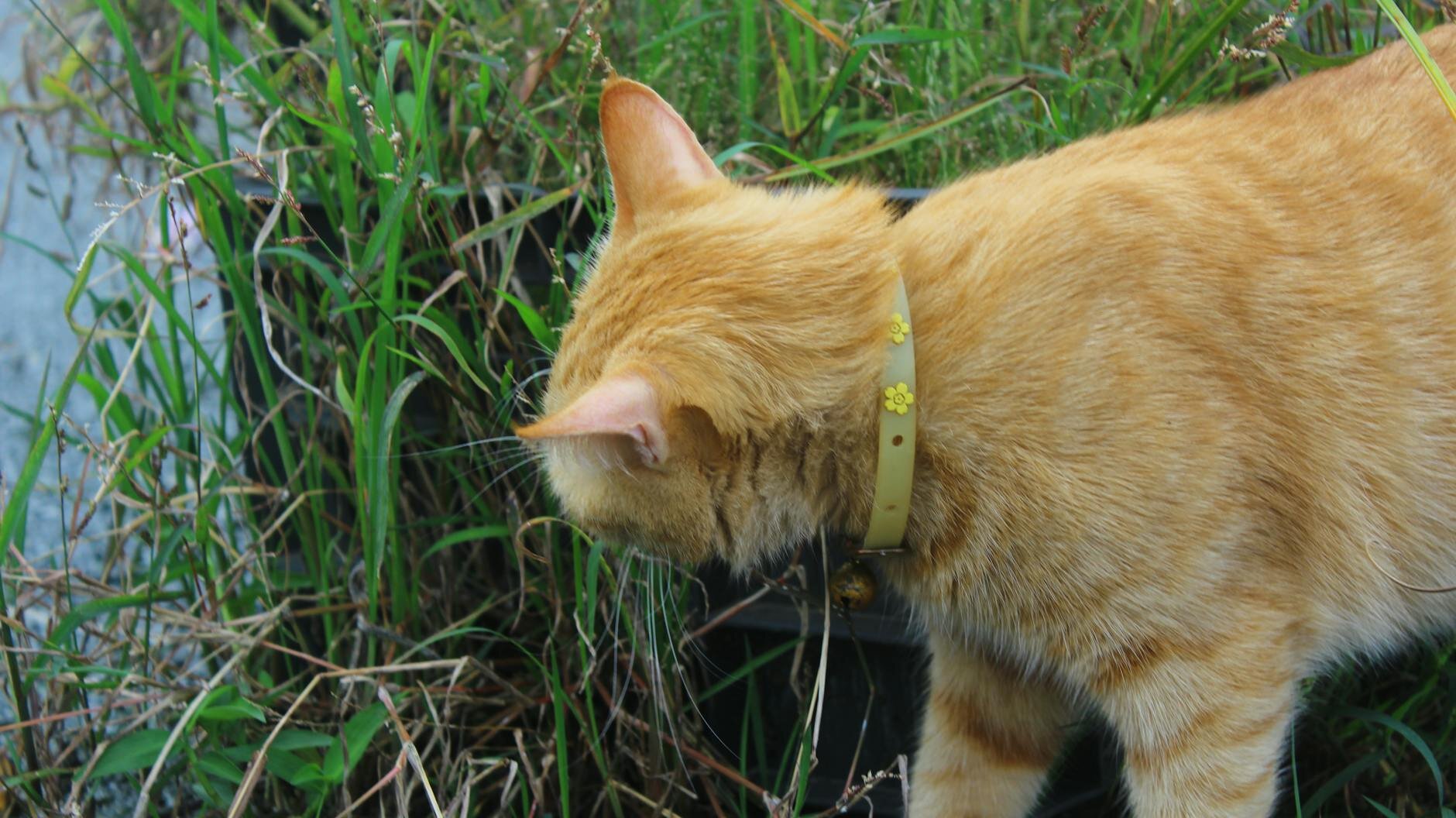ginger cat sniffing at grass outdoors